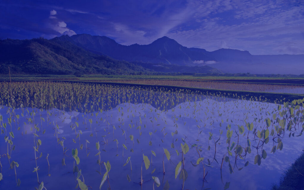 taro field